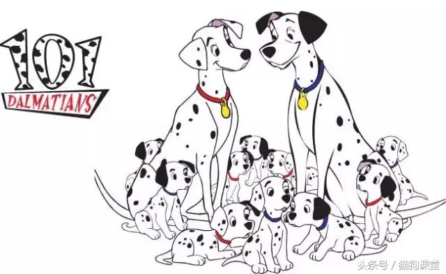 大麦町斑点狗杭州禁养吗,大麦町犬的斑点是怎么形成的