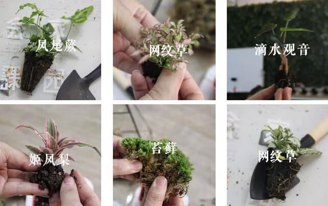 花店插花教程,花店花艺教程有钱花