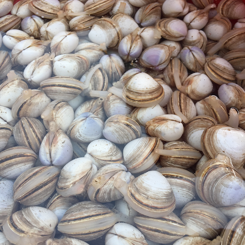 经典海鲜摄影图片,鲜活海鲜摄影技巧