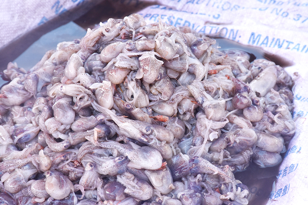 经典海鲜摄影图片,鲜活海鲜摄影技巧