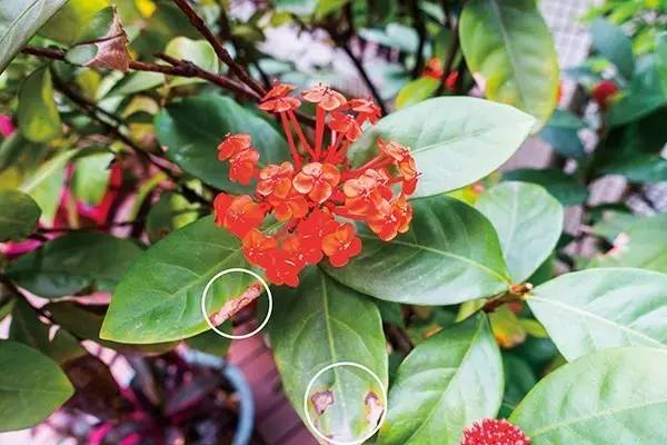 室内绿植长黑斑掉叶子挽救方法,盆栽叶子发黄有斑点怎么解决