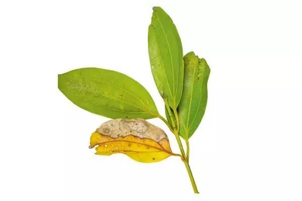 室内绿植长黑斑掉叶子挽救方法,盆栽叶子发黄有斑点怎么解决