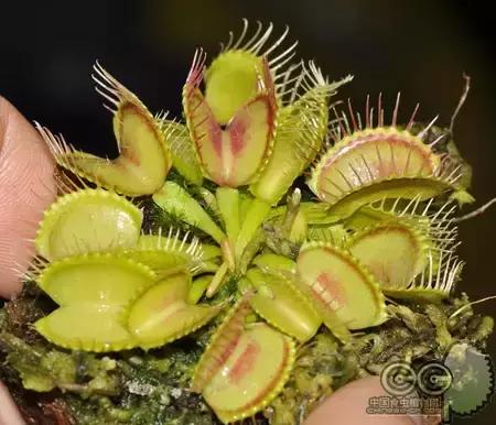 捕蝇草的一些知识,捕蝇草到底应该怎么养