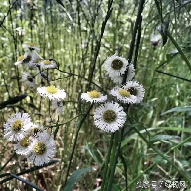 五一扬州瘦西湖风景区门票价格,2022年扬州瘦西湖门票多少钱
