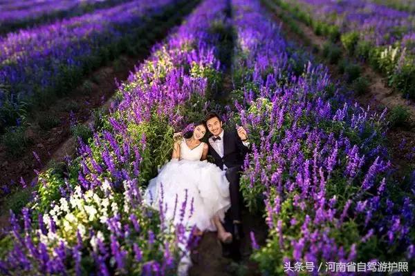 郑州普兰斯薰衣草庄园开门了吗,普兰斯薰衣草庄园能去吗