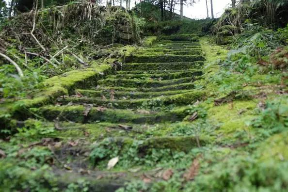 成都周边免费森林自然景点,成都森林避暑好去处