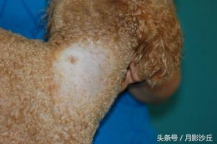 泰迪犬真菌治疗方法,泰迪犬真菌皮肤病治疗