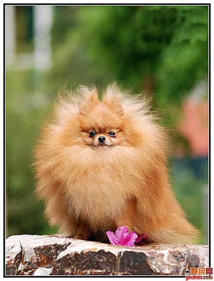 盘点全网最精的狗狗,史上最全狗狗大全