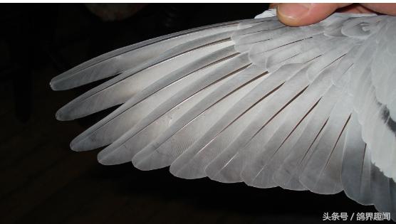 养鸽子高手经典语录,养鸽经典集锦