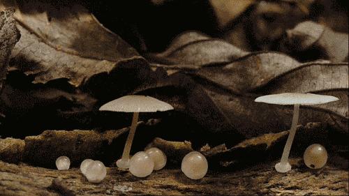 原来蘑菇还能这么做,蘑菇原来样子