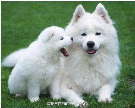 盘点全网最精的狗狗,全网狗狗大合集