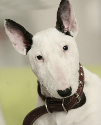 盘点全网最精的狗狗,史上最全狗狗大全