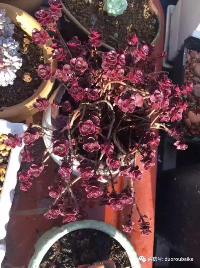 养了一年多的多肉没啥变化说说,养了几年的多肉快要全军覆没了