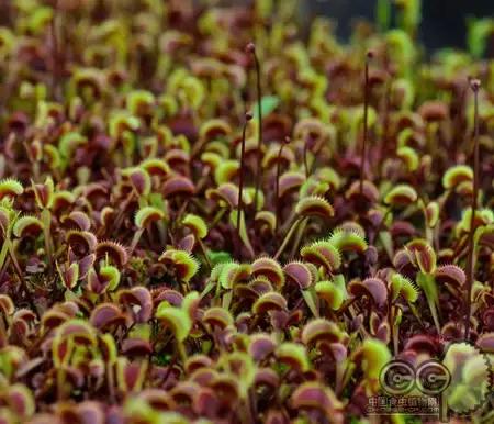 捕蝇草的一些知识,捕蝇草到底应该怎么养