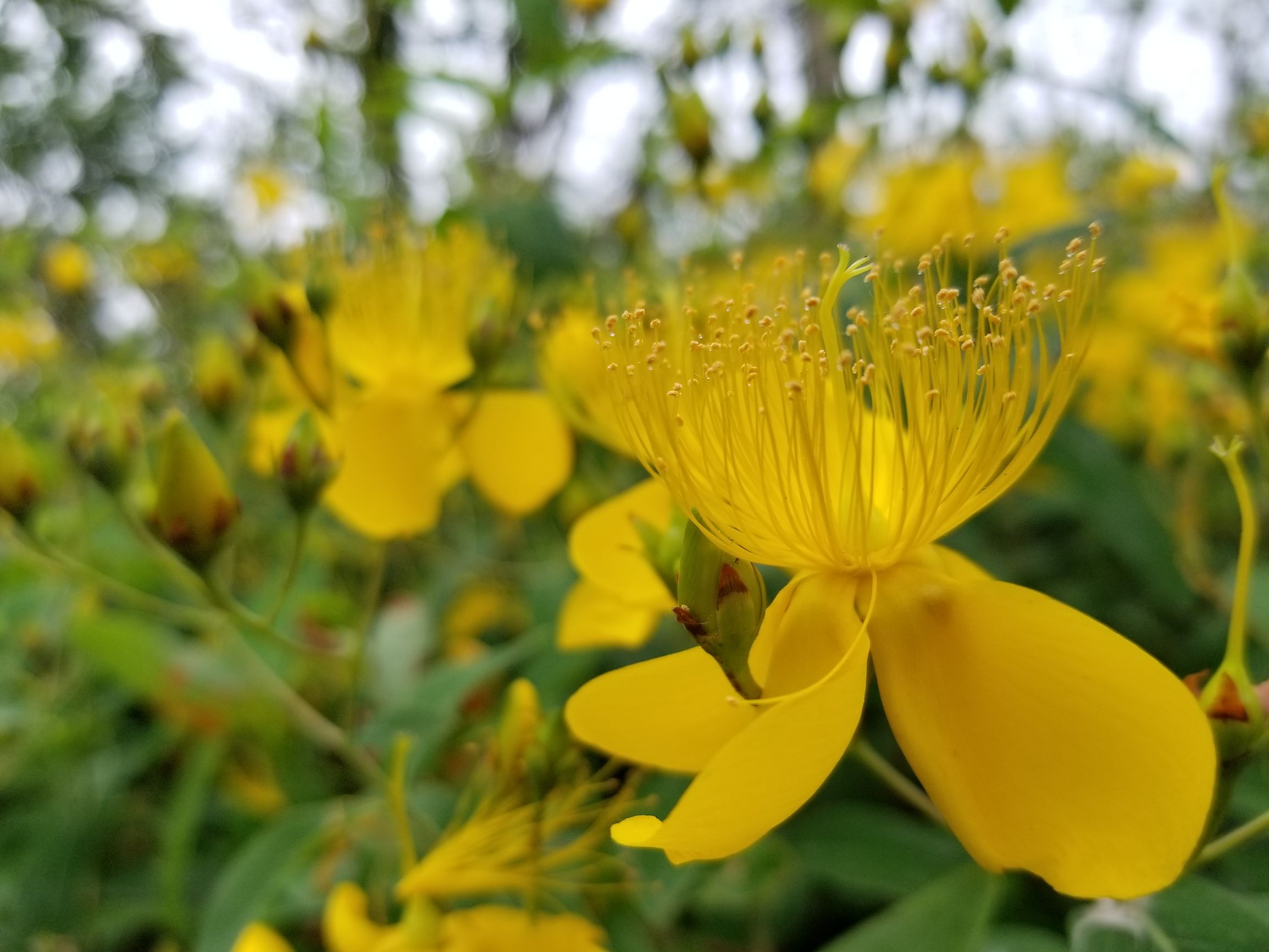 使用了半年的三星,盖乐世s8功能