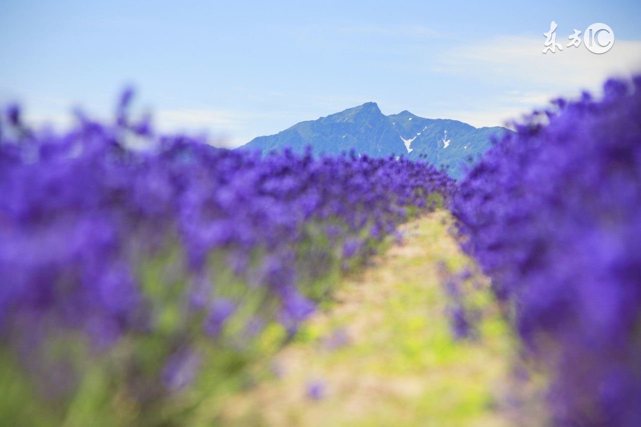 薰衣草之乡浪漫的地方普罗旺斯,普罗旺斯薰衣草庄园游玩