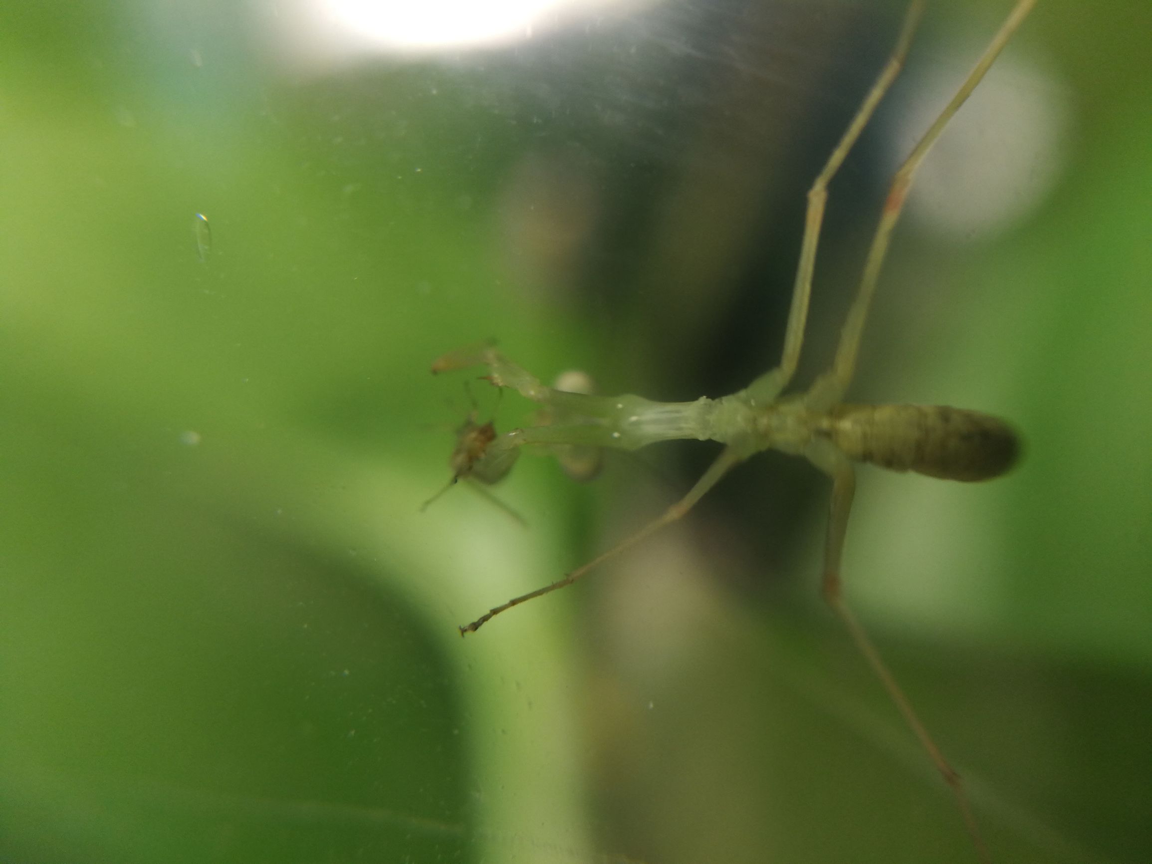 你见过迷你小螳螂吗,小螳螂吃小虫子吗