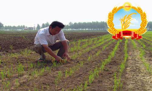 旱稻除杂草技术,稻麦田杂草怎么防治