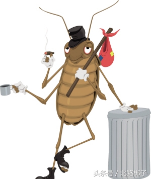 蟑螂药科普合集,蟑螂药视频大全