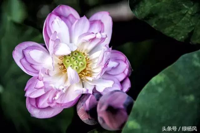 瘦西湖优惠门票多少钱,瘦西湖门票优惠政策最新