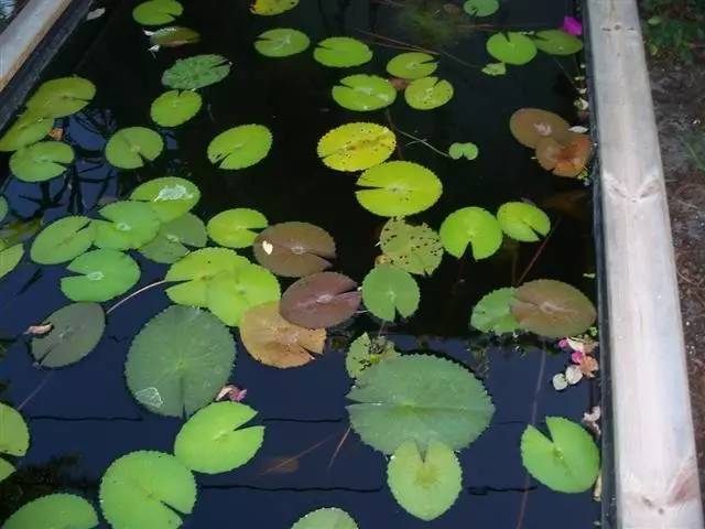 冬天睡莲枯萎了怎么办,睡莲冬天在屋里能开花吗