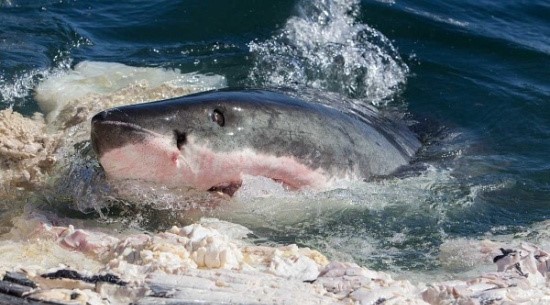 吃饱了撑的怎么办?鲨鱼干脆把胃吐出来