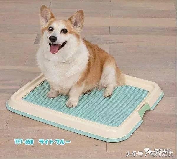 养狗前要学会的八件事,新手养狗怎么给狗狗养成习惯