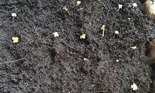 薄荷种子纸巾催芽法,什么时候种薄荷种子最好