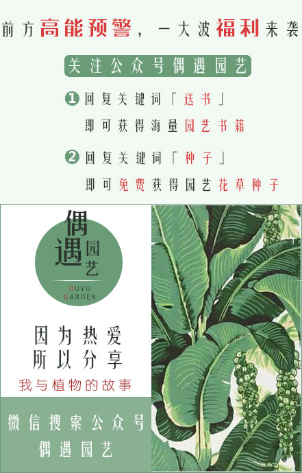 薄荷种子纸巾催芽法,什么时候种薄荷种子最好