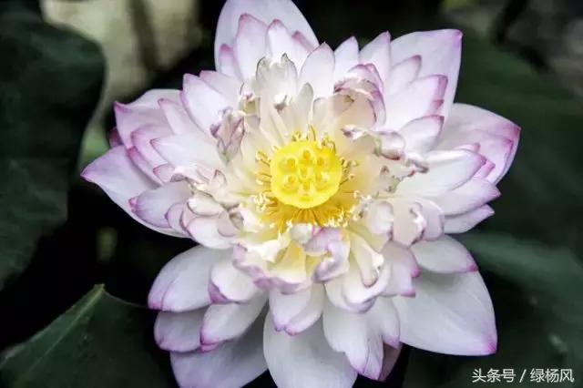 瘦西湖优惠门票多少钱,瘦西湖门票优惠政策最新