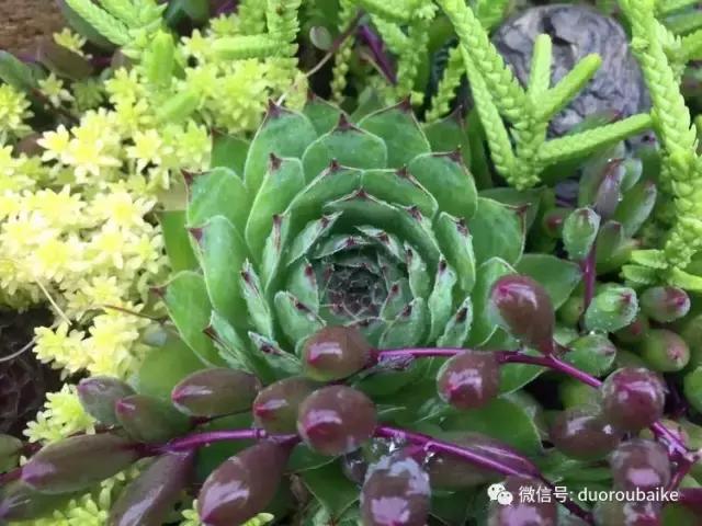 养了一年多的多肉没啥变化说说,养了几年的多肉快要全军覆没了