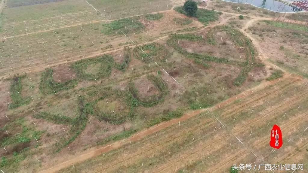 广西苏式园林,合浦周边园林