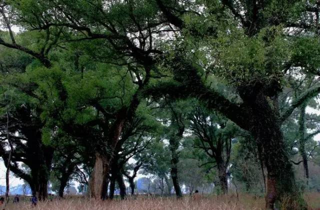 3M驱蚊膏和澳洲aerogard驱蚊水,什么牌子的驱蚊水比较好