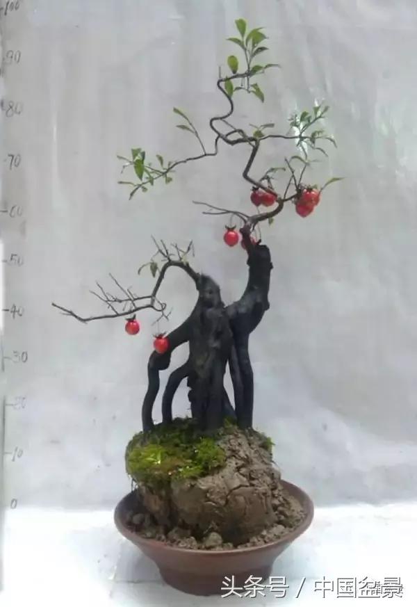 盆景悬根露爪美不胜收