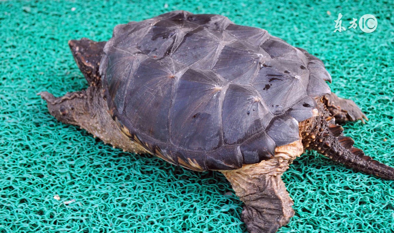 什么龟吃了能治癌症,吃了百年的乌龟会怎么样