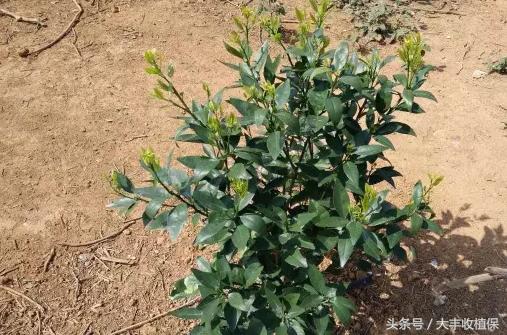 黄龙病无药可治!学会这三招,让黄龙病无处遁形