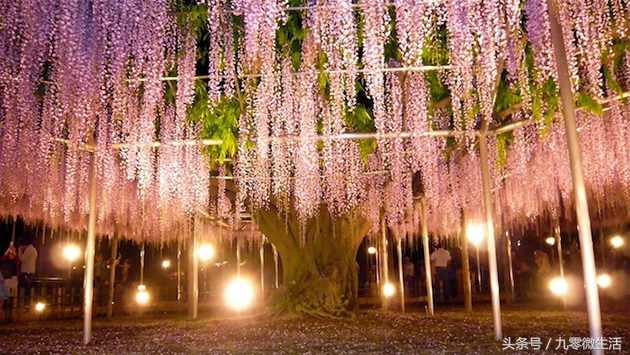 日本最大一棵紫藤图片,最好看的日本紫藤