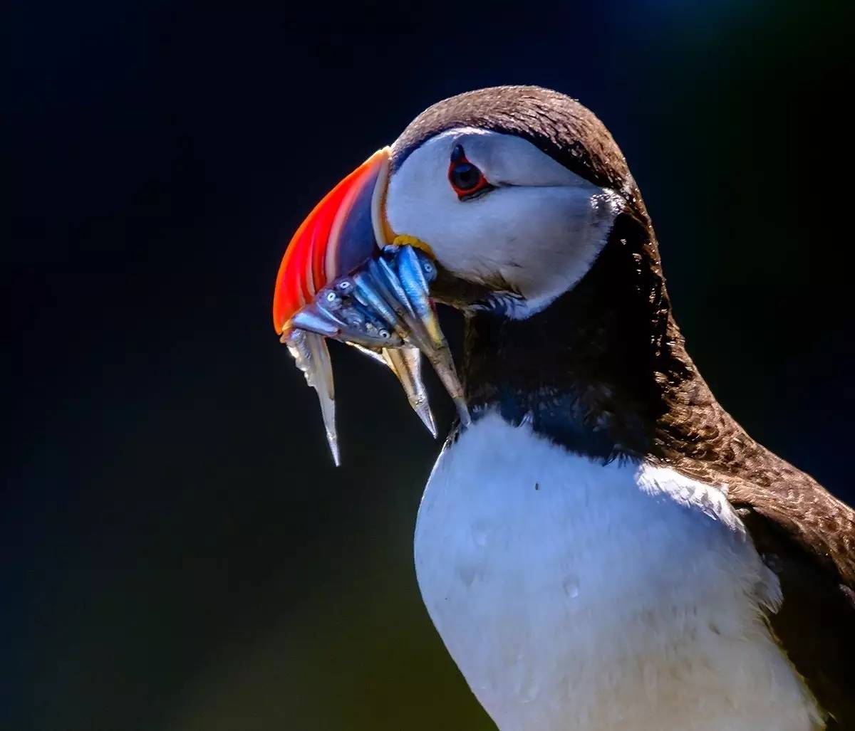 摄影光圈口诀,熟记九种光圈值