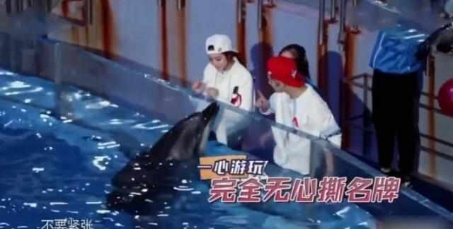 热巴亲海豚是什么时候,热巴和海豚