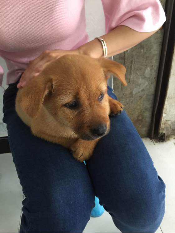 买狗花了50，打疫苗用了80，大家笑我傻，但是我却觉得值