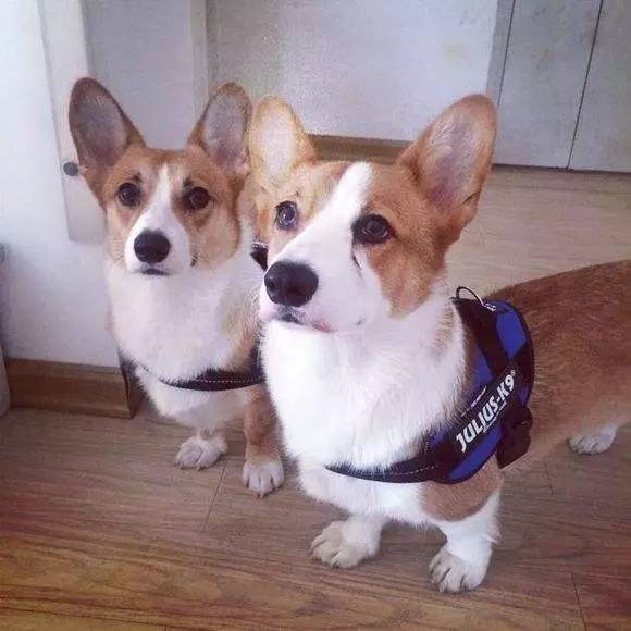 狗狗胸背P链项圈学问大了！快来看看你选的对不对