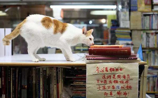 物道丨这家书店，养了33年的猫