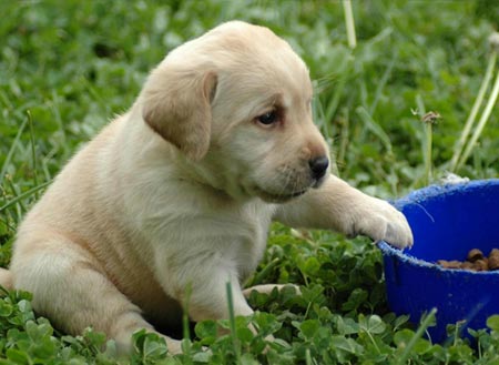 拉布拉多幼犬多少钱一只正宗的,拉布拉多正宗幼犬价格多少钱一只