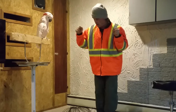 鹦鹉看见自己笼子被砸,鹦鹉看到同伴被猫咬死怎么办