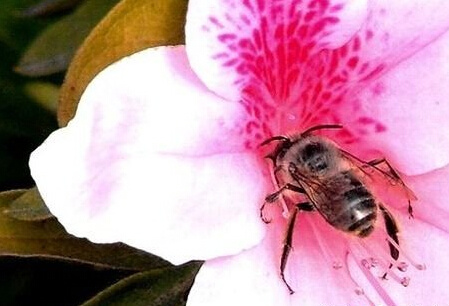 振动器发明史,振动器是怎么发明的