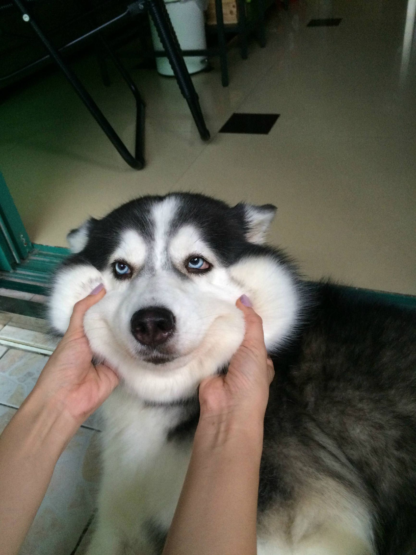 二哈偷吃被揍,二哈偷吃被卡住