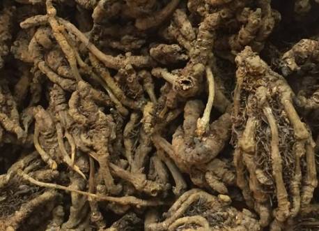 中药黄连主治病症,中药川黄连的功效