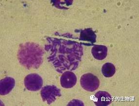 300倍显微镜能观察什么,什么东西可以通过显微镜来观察