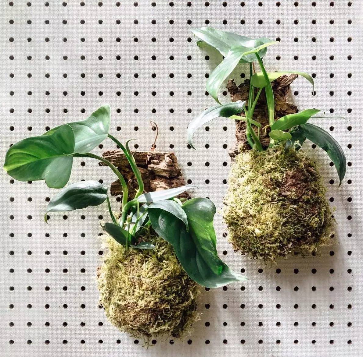 卖的最好的植物店,植物店能买到哪些植物