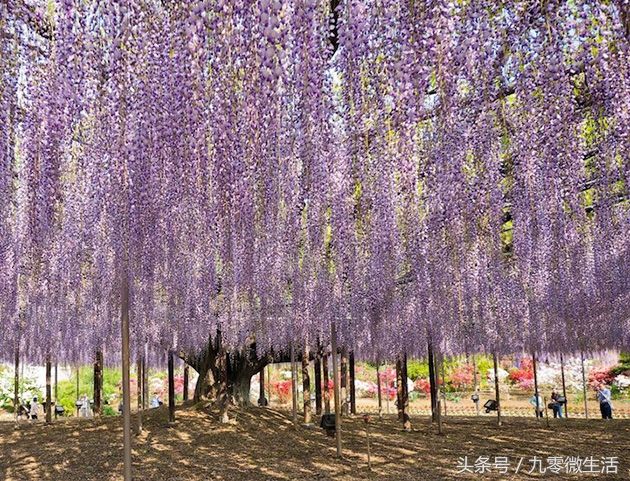 日本最大一棵紫藤图片,最好看的日本紫藤